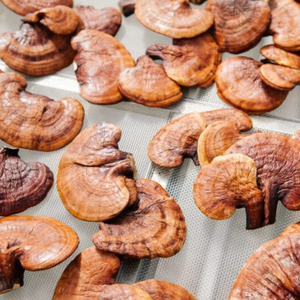 CHAMPIGNONS DE REISHI DE CULTURE SAUVAGE | ENTIÈREMENT SÉCHÉS | SUPPORT IMMUNITAIRE NATUREL - Product Image 6