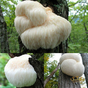 แผงคอสิงโตมีสารสกัดจากผลไม้เห็ดสีน้ำตาลเหลืองสำหรับใช้เป็นยา - Product Image 6
