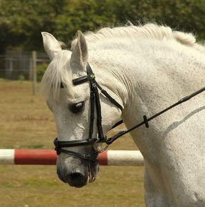Bride Cavesson avec flash détachable noir professionnel équitation bride de cheval de bonne qualité Logo personnalisé meilleure vente bas - Product Image 5