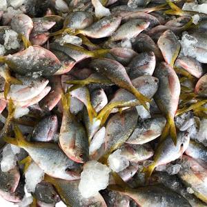 Pescado Congelado Entero, Cola de Caballero Amarilla, IQF, Procesado, Envasado al Vacío, Origen Vietnam, Mariscos para Venta al por Mayor y Compra a Granel - Product Image 5