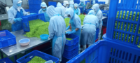 Vente en gros en vrac de soja surgelé IQF, edamame vert, haricots verts jeunes, Akina