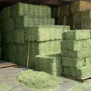 Alfalfa Hay di harga sangat murah/kualitas rumput Rhodes Alfalfa Hay alfalfa untuk makanan hewan/pelet alfalfa Hay