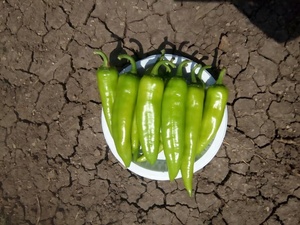 Semillas Híbridas de Pimiento Picante Alemán 960 F1 - Product Image 3