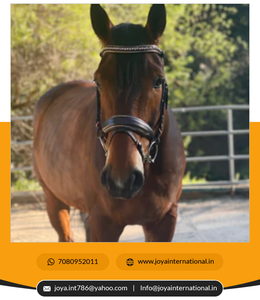 Brida de filete anatómica de cuero marrón Carmel personalizada de alta calidad para caballos brida plegable a la venta - Product Image 2