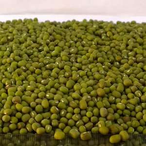 Frijoles Mungo Secos Orgánicos Sin GMO de Grado Premium Disponibles para Compra al por Mayor con Máximo Valor Nutricional y Calidad Excepcional - Product Image 3