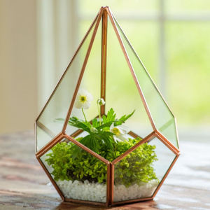 Nouveau prix de gros Tor exclusif moderne verre clair avec finition dorée décor végétal terrarium bureau de table décorer - Product Image 2