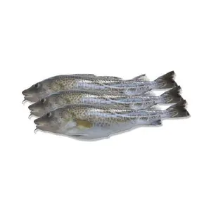 Heißer Verkaufs preis Kabeljau filet Haut-und Knochen los | Bulk Frozen Whole Atlantic Cod Fish Fish