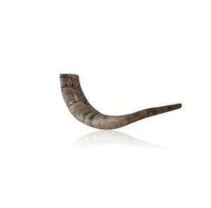เครื่องดนตรีเป่า kudu shofar แบบดั้งเดิมคุณภาพ100% เป็นมิตรกับสิ่งแวดล้อมแตรเป่าธรรมชาติ