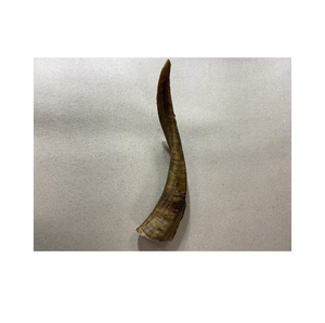 Cuerno de OAT de tamaño personalizado, artesanía natural - Product Image 6