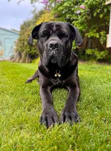 Les cloches de collier de chien bruyantes sauvent les oiseaux et la faune, collier de cloches pour chien de compagnie - Product Image 3