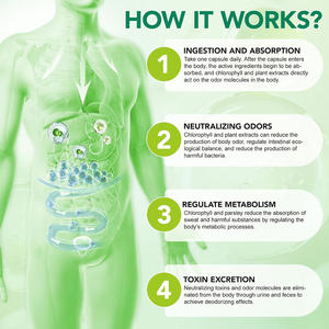 Integratore Biologico Senza Glutine a Base di Estratti Vegetali per la Freschezza del Corpo – Capsule per un Supporto Quotidiano Pratico per Adulti Impegnati, Viaggi e Giornate in Ufficio - Product Image 4