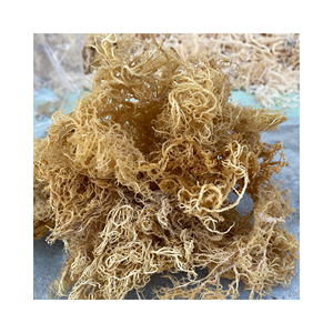 VIETNAMESE GOLDEN <b>RAW</b> <b>SEA</b> <b>MOSS</b> GOOD PRICE/<b>RAW</b> SALTED <b>SEA</b> <b>MOSS</b> WHOLESALES/EUCHEUMA COTTONII SEAWEED GOOD PRICE HIGH QUALITY 2024 - Product Image 1