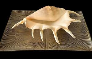 LAMPE À COQUILLE DE CONQUE SPIKE DÉCOR INTÉRIEUR COQUILLE VINTAGE GRANDE CONQUE CADEAU DE MARIAGE EN GROS COQUILLE NATURELLE - Product Image 4