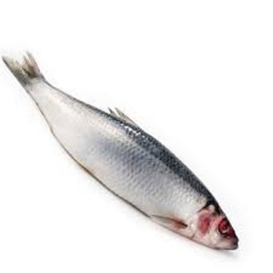 Pescado de arenque de alta calidad estándar listo para exportar - Product Image 1