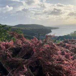 Raw <b>Seaweed</b> Wholesale Organic Purple Seamoss Dried Eucheuma Cottonii Sea Moss With Premium Quality - Product Image 6