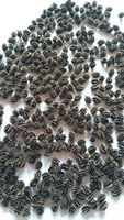 Machinaal gereinigde gedroogde papajazaadjes |   Premium Vietnamese groothandel voor export naar Nederland voor productie toepassingen