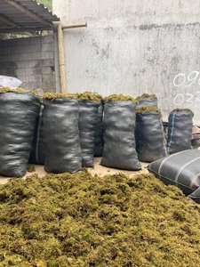 มอสสีเขียวแห้งจากป่าเวียดนามสำหรับการปลูกกล้วยไม้ใช้ความชื้นไม่มีดินจำนวนมาก - Product Image 6