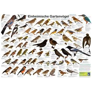 Native Garden Birds Custom Jigsaw Puzzle 2000 Pieces Educational Toy for Kids Paper Material DIY Logo Print Free Sample - Product Image 3