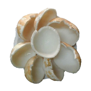 เนื้อมะพร้าวแช่แข็งจากเวียดนามผลไม้เมืองร้อนร้านค้าจำหน่ายทั่วโลกและโรงงานผลิตอาหาร - Product Image 4