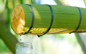 Néctar de Flor de Coco Premium al por Mayor para Exportación - Product Image 6