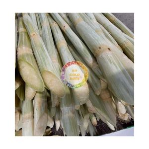 CANNE À SUCRE CONGELÉE MEILLEURE VENTE POUR JUS DE FRUITS D'ÉTÉ CANNE À SUCRE VERTE NATURELLE CONGELÉE AU MEILLEUR PRIX - Product Image 1