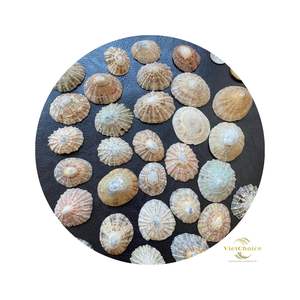 Natural pequeño ovalado Lapa vietnamita conchas marinas pulidas vacío limpio mar Shell hueso Coral cuentas en venta decoraciones - Product Image 5