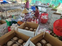 Betrouwbare Leverancier Van Verse Vietnamese Kokosnoten Voor Export Met Consistente Kwaliteitscontrole