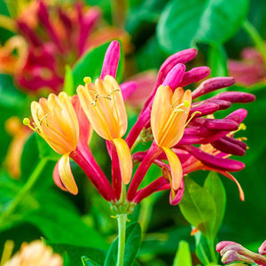 Honeysuckle Absolute <b>Oil</b> Lonicera Japonica Pure <b>Essential</b> <b>Oil</b> Sweet Scent Massage & Skin Care <b>Oil</b> for All Skin Types Undiluted - Product Image 4