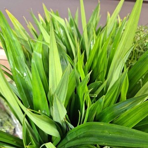 Hojas de pandan de alta calidad de grado premium, venta al por mayor, precio más barato, hoja de pandan producida por la mejor fábrica - Product Image 5