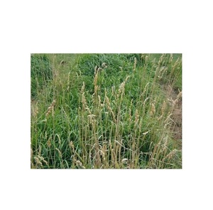 "Venta de Hierba de Huerto a Precios de Descuento, Hierba Fresca y de Alta Calidad para Conejos, Cobayas y Mascotas Pequeñas" - Product Image 3