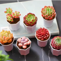 Pots de fleurs carrés en plastique PP clair Mini conception de table moderne pour plantes succulentes de jardin Plantes miniatures Style classique pour sol