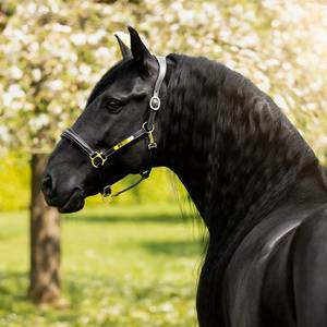Licol en cuir noir-Passepoil verni avec plaque signalétique de cheval gravée pliable - Product Image 4