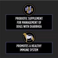 Suppléments vétérinaires Supplément probiotique pour chiens Supplément nutritionnel canin