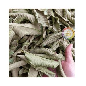 ใบฝรั่งแห้งสำหรับชาเพื่อสุขภาพเป็นกลุ่มแหล่งกำเนิดจากเวียดนาม - Product Image 4