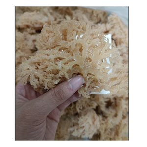 สาหร่ายไอริชแสนอร่อยสาหร่ายทะเลสีขาว/เหลือง/ม่วงแห้ง Eucheuma cottonnii จากข้อมูลทองคำ99รายการ - Product Image 2