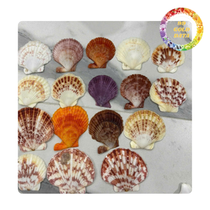 Bonitas conchas de Vieira de Vietnam | Bonitos artículos para hacer regalos y cosas decorativas | Varios colores naturales - Product Image 6