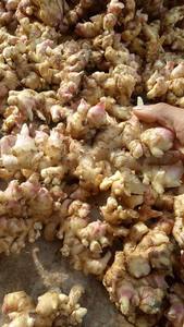 Emballage de 10kg 20kg en carton gingembre frais du Vietnam prêt pour l'exportation par JANE LEE - Product Image 3