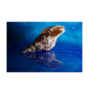 Conchas de trompeta de origen vietnamita para uso en acuarios, decoración de resorts, tiendas de regalos y planificación creativa de eventos costeros - Product Image 6