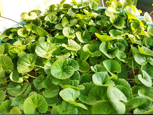 100% tinh khiết cấp thực phẩm bacopa monnieri bột <span class=keywords><strong>Brahmi</strong></span> chiết xuất thảo dược số lượng lớn bacosides nội dung chứng nhận chiết xuất dung môi - Product Image 5