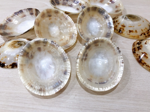 Wholesales Polished Limpet Shell <b>Nursing</b> mother shell For Women- Premium Quality - Available stock - Product Image 4
