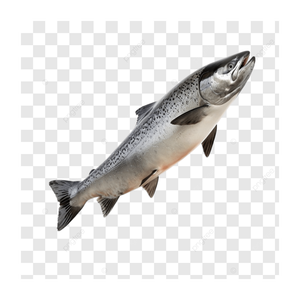 Salmón Congelado de la Mejor Calidad, Filete de Salmón Fresco Congelado - Product Image 4