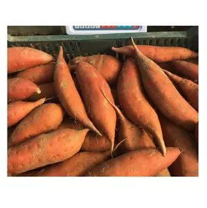 Migliore qualità a basso prezzo sfuso disponibile per 100% maturità nuovo raccolto di patata dolce viola biologica per l'esportazione in tutto il mondo