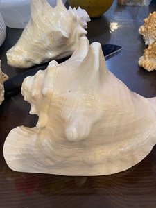 Coquillages marins décoratifs de coquillages du Vietnam parfaits pour l'affichage à la maison d'artisanat de bijoux et les applications artistiques - Product Image 5