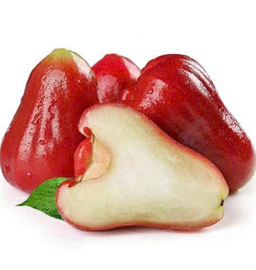 De la ferme à votre table: Exportations à volume élevé de fruits Bell de qualité supérieure - Product Image 2