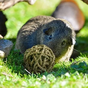 Juguete para mascotas de algas marinas hecho a mano más vendido, bola masticable de jacinto de agua sostenible para gatos y perros - Product Image 6