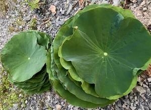 MEILLEUR VENDEUR 2024 DU VIETNAM FEUILLE DE LOTUS DE HAUTE QUALITÉ - Product Image 5