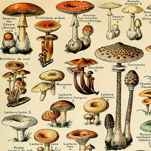 Affiche sur les champignons d'Adolphe Millot pour les kits éducatifs - Product Image 1
