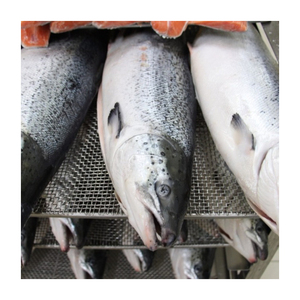 Atlantic Bonito แช่แข็ง - Product Image 4