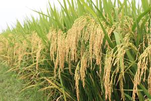 Offre Spéciale de riz Basmati Japonica de haute qualité 3% grain court cassé Texture douce grain moyen long IRIS séché Contacter WhatsApp - Product Image 4