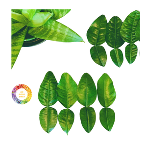 Feuilles de pomelo séchées de qualité supérieure herbe de désintoxication naturelle du fournisseur de confiance du Vietnam - Product Image 5